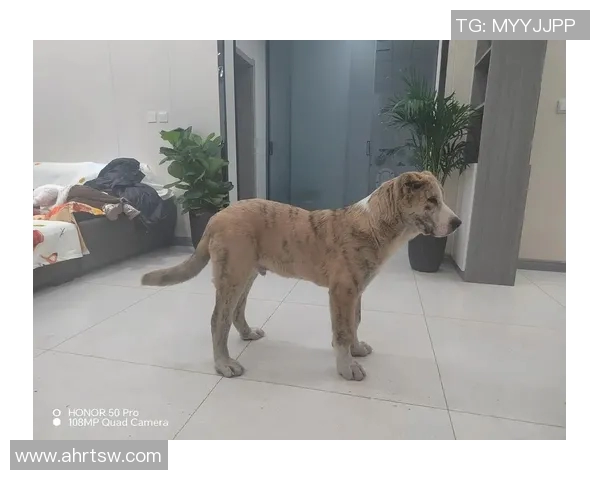 足球明星的爱犬生活揭秘被宠坏的狗狗日常趣事分享