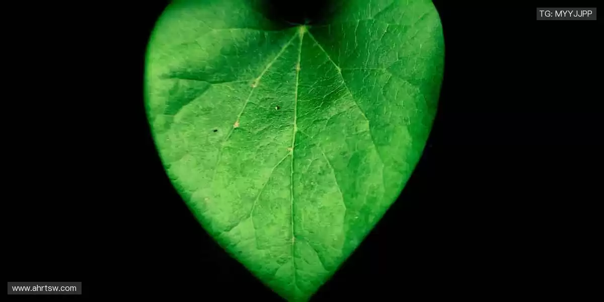 见证传奇,尽在顶级赛事!🥇🏀